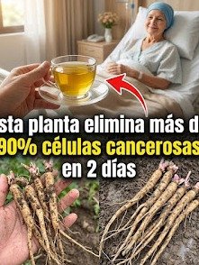 ¡Alerta! Una Planta Común Desafía a las Células Anormales en SOLO 48 Horas: ¿La Tienes y No lo Sabes?