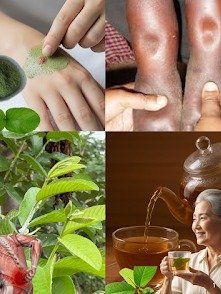 ¡Adiós Hinchazón y Dolor! El SECRETO ANCESTRAL de las Hojas de Guayaba que Tu Médico NO te Contó (Y DEBERÍA)