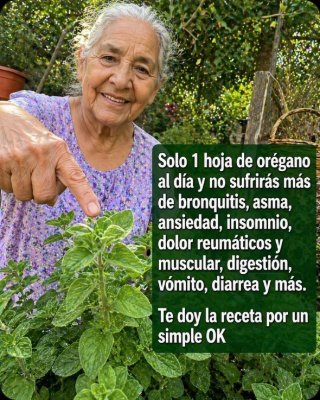 ¡La Única Hoja Que Necesitas! Descubre Cómo el Orégano Orejón Puede Revolucionar Tu Salud Diaria (No te lo Creerás)