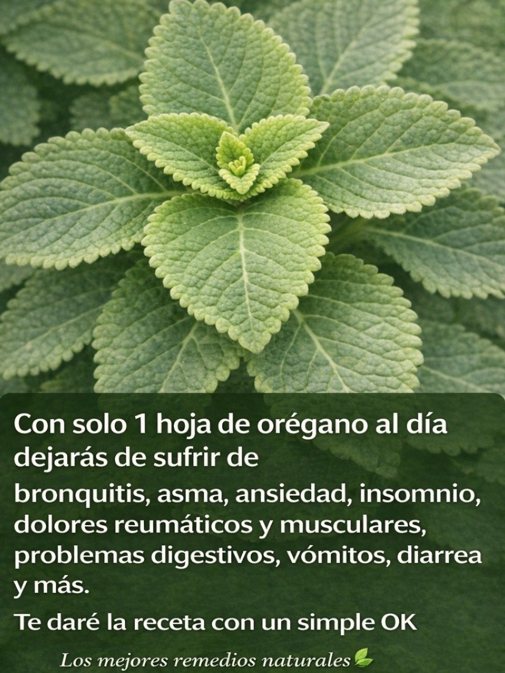 ¡Alerta de Salud Natural! Solo 1 Hoja de Orégano Orejón al Día y Prepárate para Sentirte Increíble 🌿