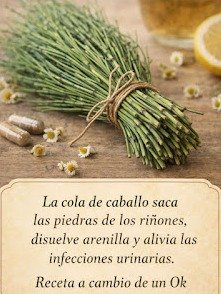 ¡Adiós Hinchazón y Toxinas! Descubre los +20 Secretos de la Cola de Caballo que Tu Cuerpo Te Suplicará Conocer HOY Mismo