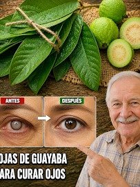 El Secreto Olvidado: ¿Sabías Que Las Hojas de Guayaba Pueden Transformar Tus Ojos Cansados y Rojos EN DÍAS?