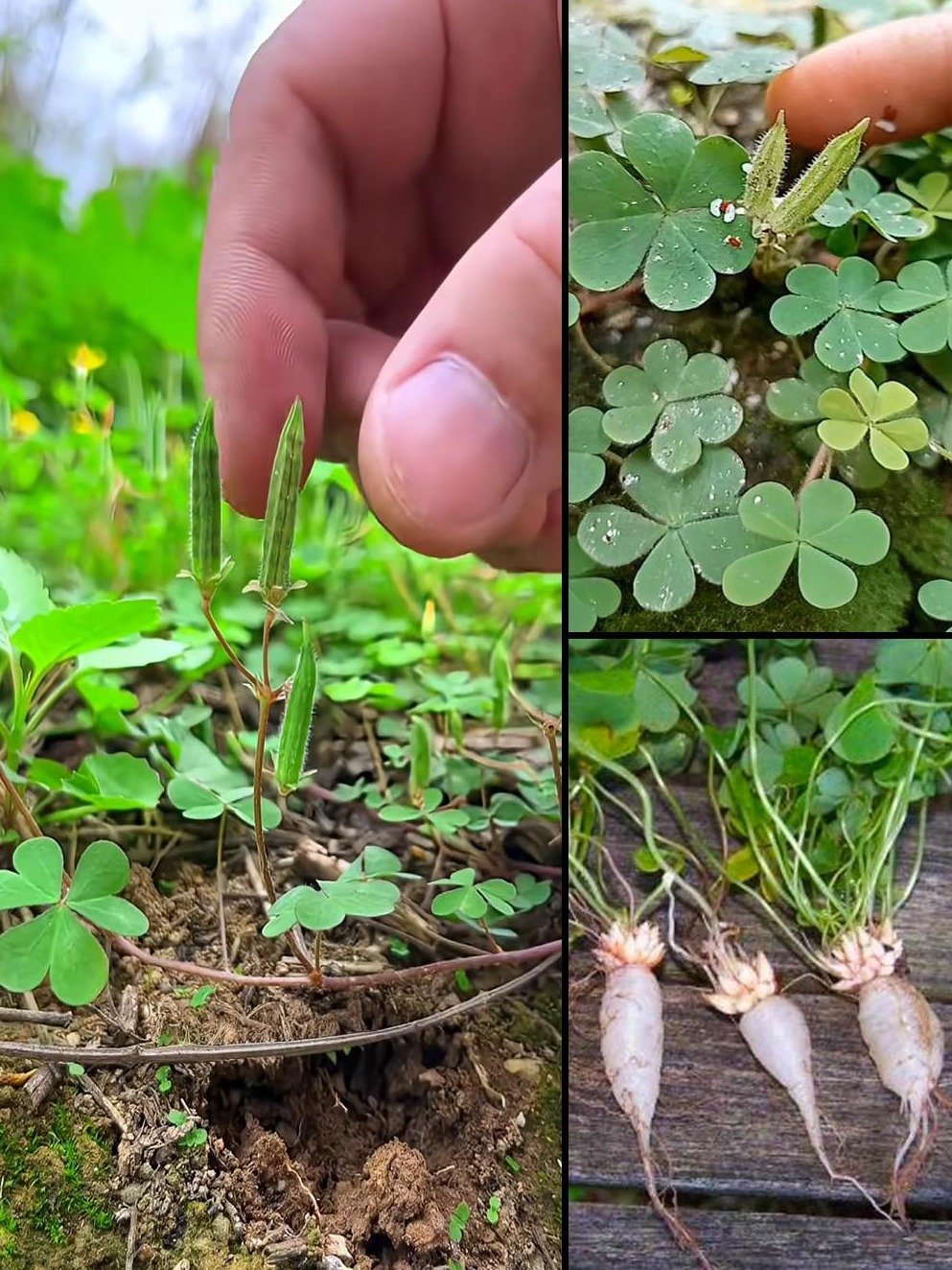 ¡No la arranques! Tu Jardín Esconde un Tesoro Olvidado: 8 Poderosas Razones Para Amar la Acedera Silvestre