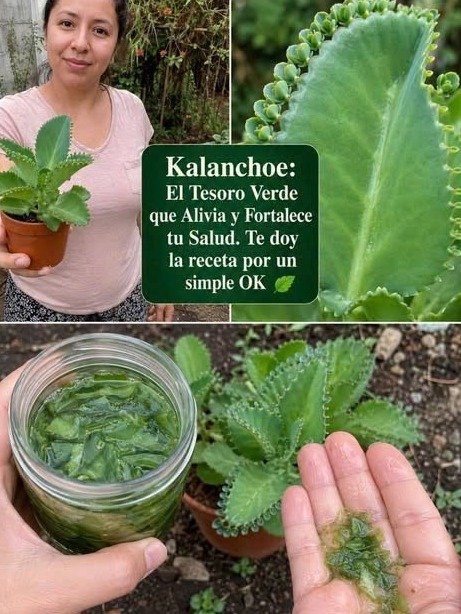 ¡El Secreto Olvidado de la Naturaleza! Descubre CÓMO usar Kalanchoe y sus 20+ Beneficios INCREÍBLES que NADIE te ha contado (Guía Completa)