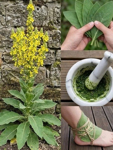 ¡El Secreto Ancestral que Estás Perdiéndote! Descubre Por Qué el Gordolobo es la Planta Viral del Momento para Tu Bienestar