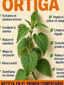 ¡20 Secretos de la Ortiga que Transformarán Tu Salud: El Remedio Natural que Necesitas y NO Conocías!