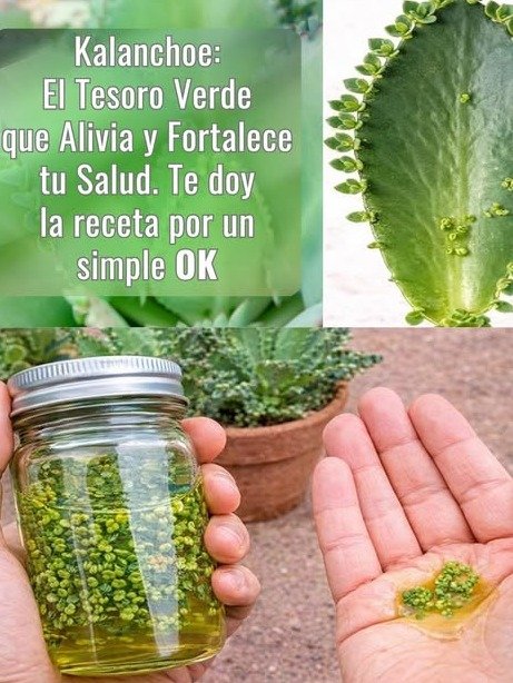 ¡ALERTA! ⚠️ El Kalanchoe no es lo que CREEN: la VERDAD sobre la 'planta milagrosa' y los PELIGROS que nadie te cuenta
