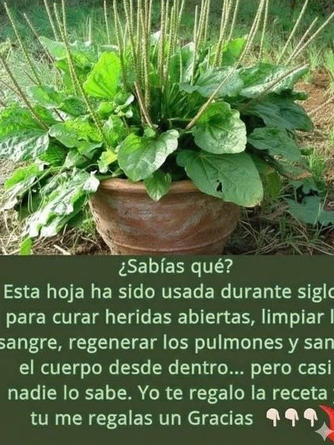 ¡No Vas a Creer Esto! Los 20 Secretos del Llantén que Tu Salud Te Está Rogando Descubrir