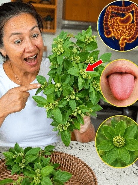 ¡ALERTA! Si Tienes ESTA Planta en Tu Jardín, Estás Ignorando el Secreto Ancestral que Podría Transformar Tu Bienestar Diario