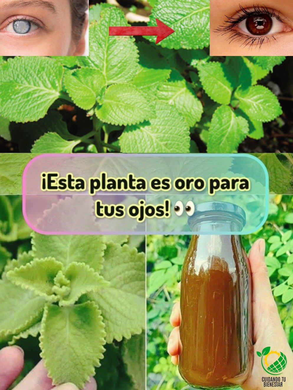 La Planta MILAGROSA que NADIE te ha Contado: 3 Remedios Caseros con Orégano Orejón para una Vista de Águila