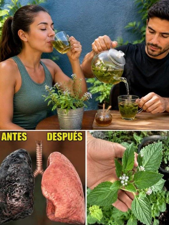 El Secreto Olvidado del 'Pasto Morado': ¡Derrite la Flema y Despeja Tu Pecho en Horas (La Industria Farmacéutica NO Quiere que Lo Sepas!)