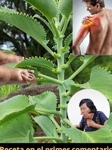 El Secreto Verde Revelado: 15 Beneficios SORPRENDENTES de la Kalanchoe que Nadie te Contó (¡Y Cómo Usarla HOY!)