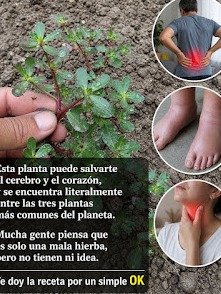 ¡Alto! La 'Maleza' De Tu Patio Esconde 20 Secretos Que La Ciencia Confirma (No La Arrojes Nunca Más)