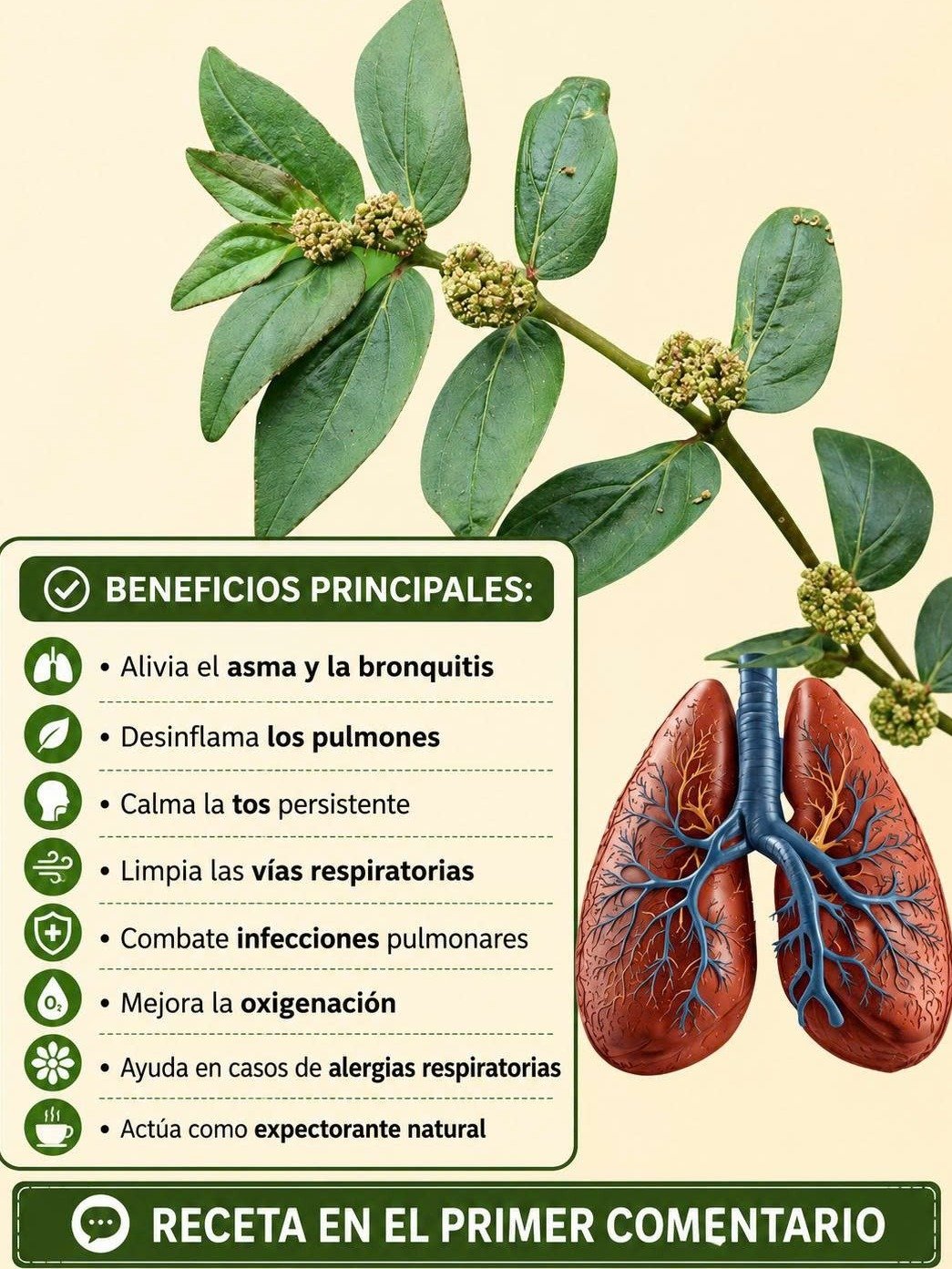 El Secreto Olvidado de la Euphorbia Hirta: ¡Prepara Esta Infusión y Transforma Tu Salud HOY Mismo!