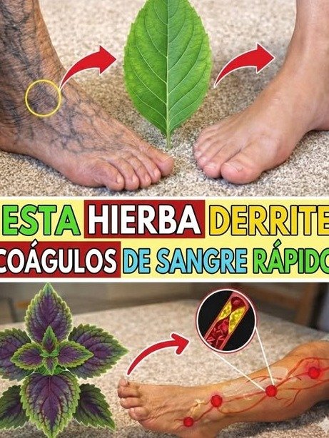 ¡No Vas a Creerlo! 😱 Las 6 Hierbas Medicinales MÁS PODEROSAS que NECESITAS en Tu Vida (y que Nadie Te ha Contado)