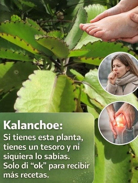 ¡No uses Kalanchoe sin leer esto! La VERDAD sobre la 'planta milagrosa' que está revolucionando tu salud (y sus PELIGROS)