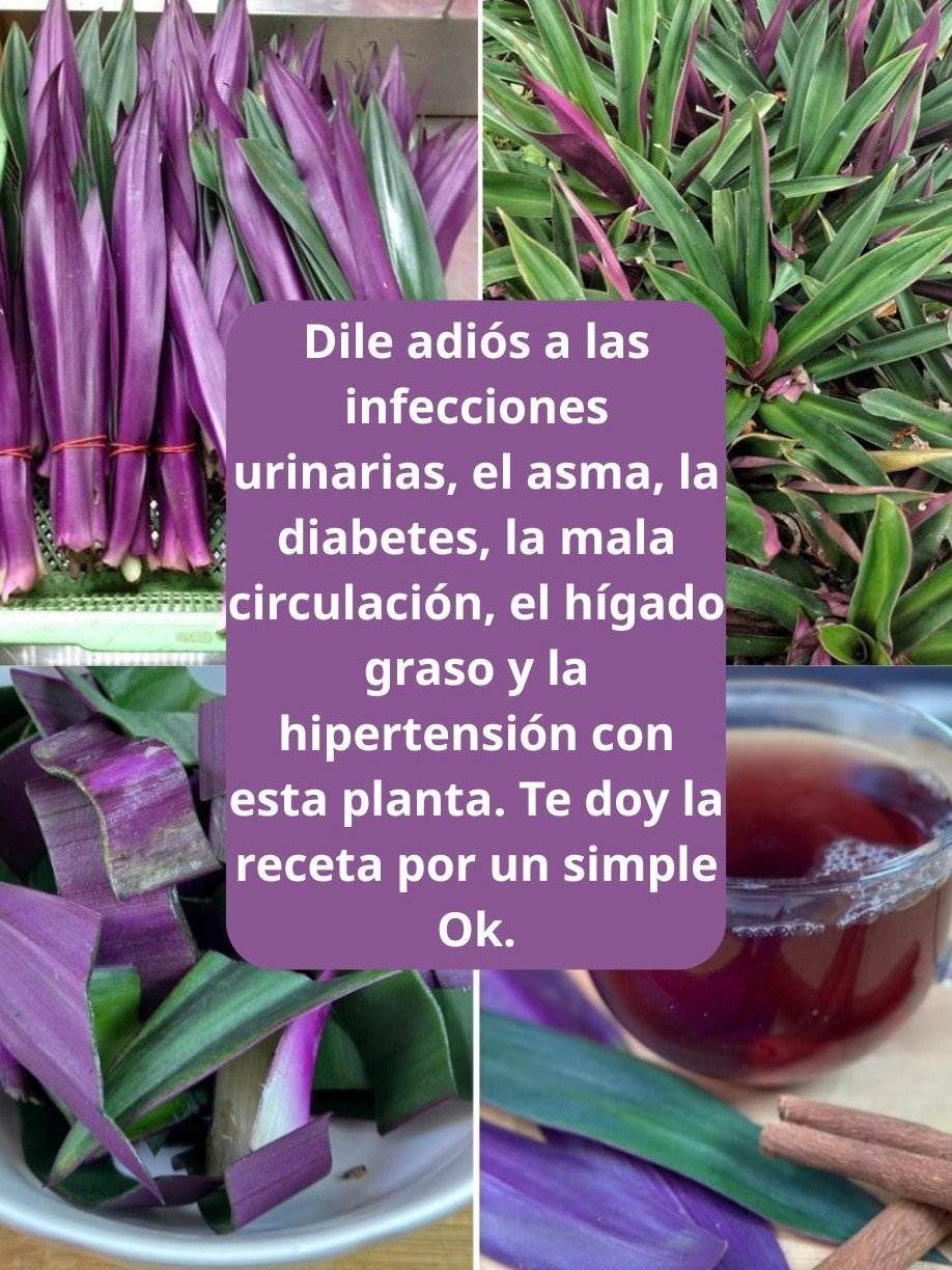 ¡No Te Lo Creerás! Lo Que Le Sucede a Tu Cuerpo Cuando Consumes Maguey Diariamente (¡El Secreto Mejor Guardado!)