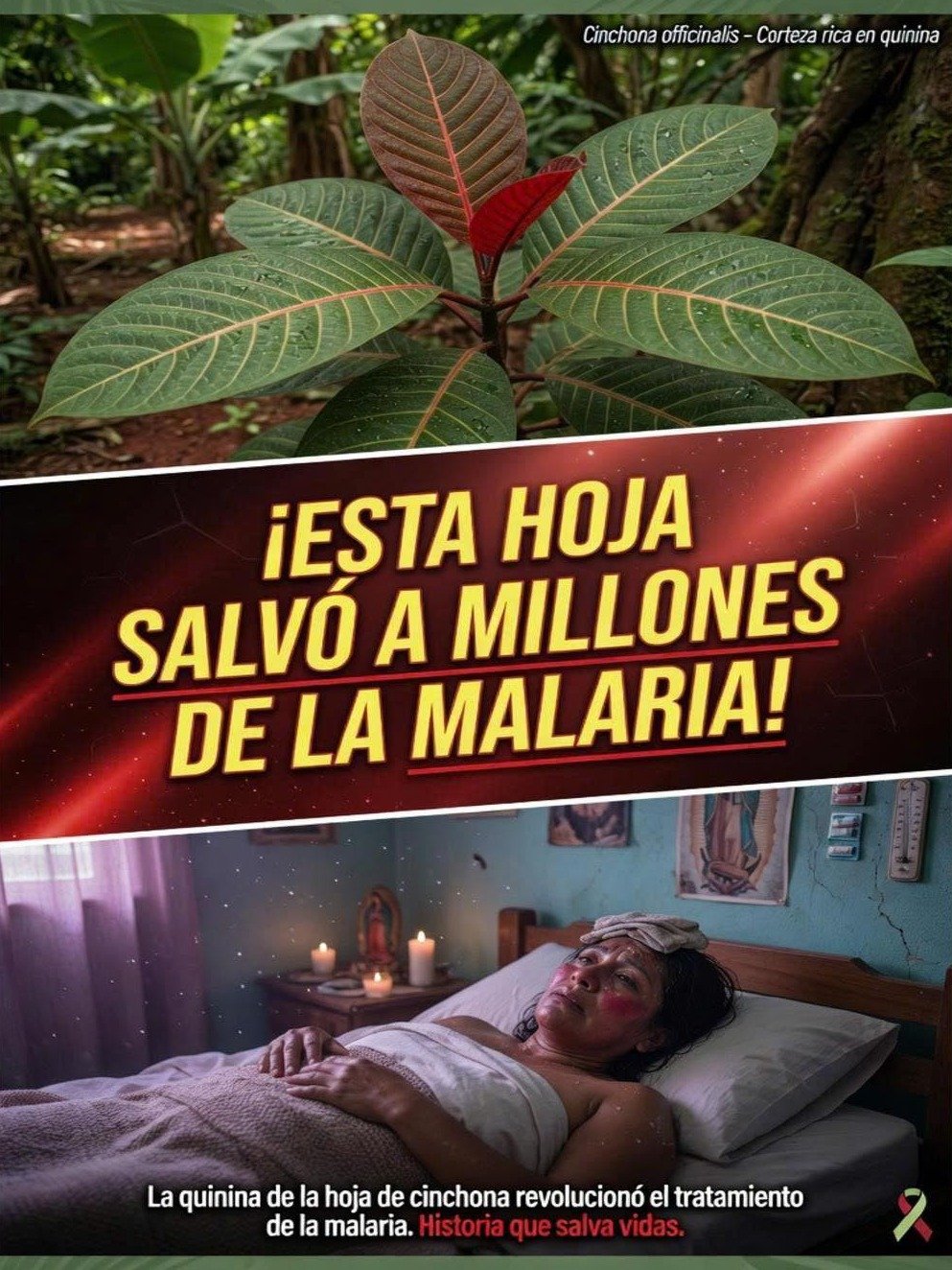 ¡ALERTA! La 'Hoja Milagrosa' Kalanchoe: ¿El Secreto de Salud o un Riesgo Oculto? Lo Que NADIE Te Cuenta Antes de Usarla
