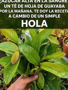 El Secreto Olvidado de la Naturaleza: ¿Por Qué NO Estás Usando Hojas de Guayaba Para Transformar Tu Salud?