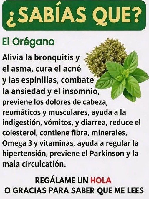 ¡Alerta! Si Tienes ESTA Planta en Casa, Estás Ignorando un Tesoro de Salud (¡Sus Beneficios Te Dejarán Sin Palabras!)