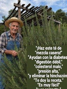 El Secreto Ancestral Revelado: 7 Sorprendentes Poderes de la Ruda que Querrás Tener en Casa (¡Pero CUIDADO con el Error Fatal!)