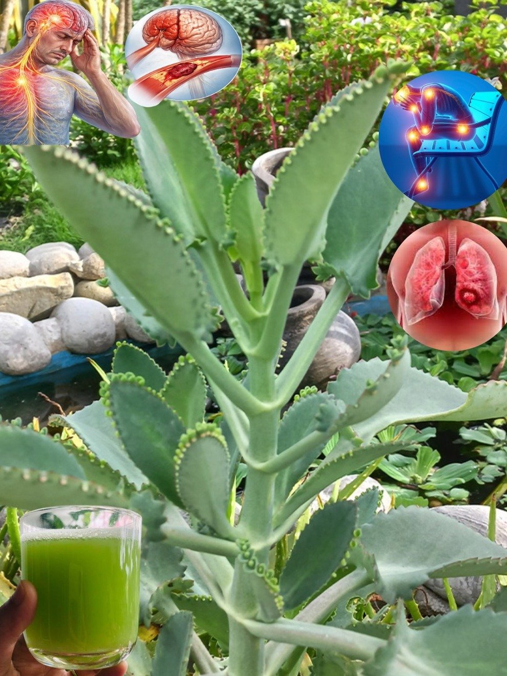 ¡Alerta Salud! La Kalanchoe: El Botiquín Natural que DEBES Tener en Casa (Y Nadie Te Había Contado)