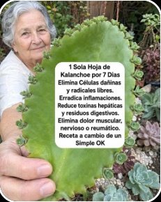¡El Secreto Verde Que Nadie Te Cuenta! Descubre la Kalanchoe: La Planta Medicinal Que Podría Cambiar Tu Vida
