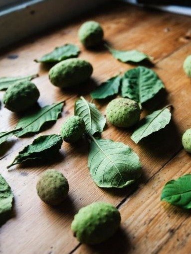 ¡ATENCIÓN! La Hoja de Guanábana: 7 Secretos Que La Ciencia Confirma y Tu Cuerpo Necesita HOY