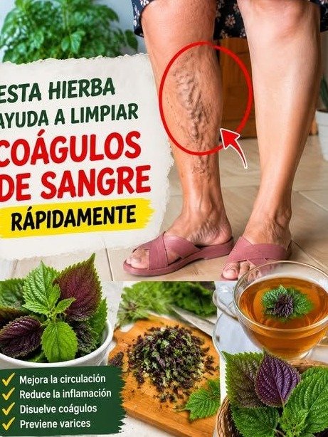 ¡NO IGNORES tus piernas pesadas! Descubre el HÁBITO SECRETO que NADIE te cuenta (y 4 hierbas ancestrales para una circulación imparable)