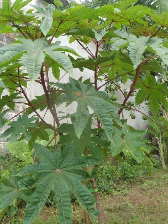 ¡No la arranques! Esta planta 'común' en tu jardín esconde un SECRETO que muchos adultos mayores guardan para sus piernas (y tú podrías estarla tirando)
