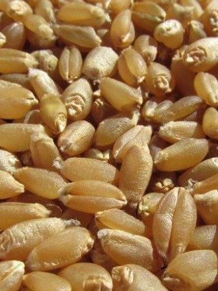 ¡NO Te lo Vas a Creer! La Semilla de Trigo que los Doctores Esconden: El Secreto Barato para Controlar tu Azúcar, Peso y Digestión (¡Pruébalo 30 Días!)