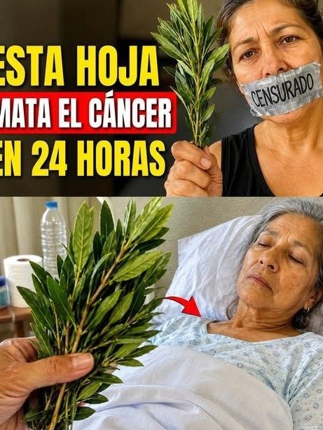 El Secreto Olvidado de la Abuela: La Hoja de Guanábana que la Ciencia Está Desenterrando (¡Y Cómo Puede Transformar Tu Salud Celular HOY!)
