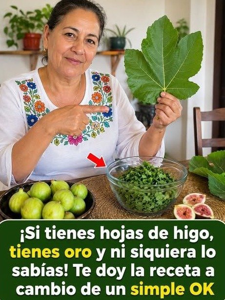 ¡ALERTA! Si tienes ÁRBOLES de HIGO, NO TIRES sus Hojas: El Secreto Ancestral que Millones de Adultos Mayores Redescubren HOY