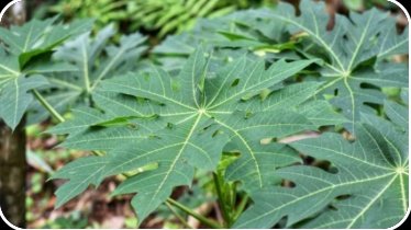 ¡Adiós Pelo Débil! El Secreto VIRAL de las Hojas de Papaya que Tu Cabello Necesita URGENTEMENTE