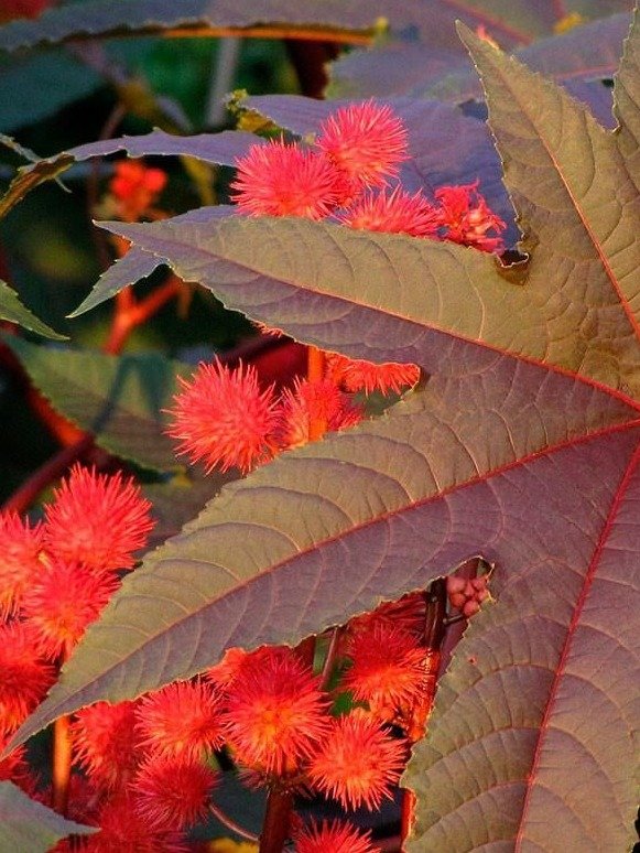 ¡ALERTA! Si Tienes ESTA Planta en tu Jardín, NO la Tíres: Esconde un Secreto que MILLONES de Adultos Mayores Ignoran (y el Error Fatal que Debes Evitar)