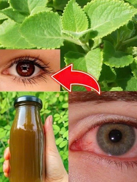 ¿Cataratas y Visión Borrosa? Descubre el Increíble Secreto del Orégano que Podría Transformar Tu Vista para Siempre (¡No te lo Pierdas!)