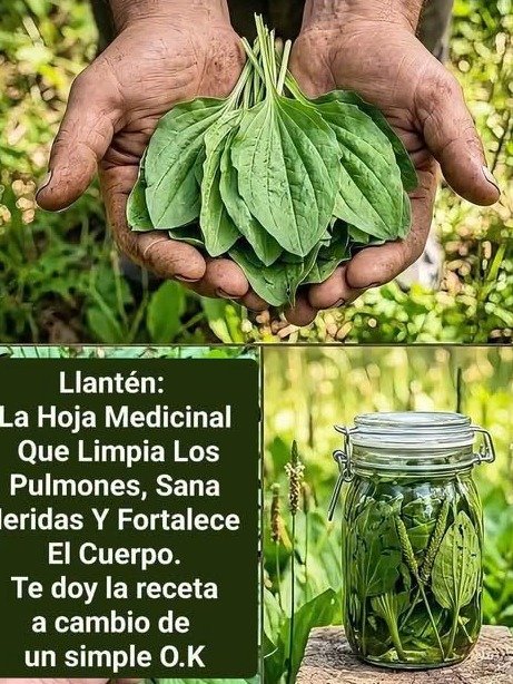 ¡ALERTA! Si Quieres Pulmones de Acero, Estas Infusiones Son el Secreto Que Nadie Te Ha Contado (¡Y Son Deliciosas!)