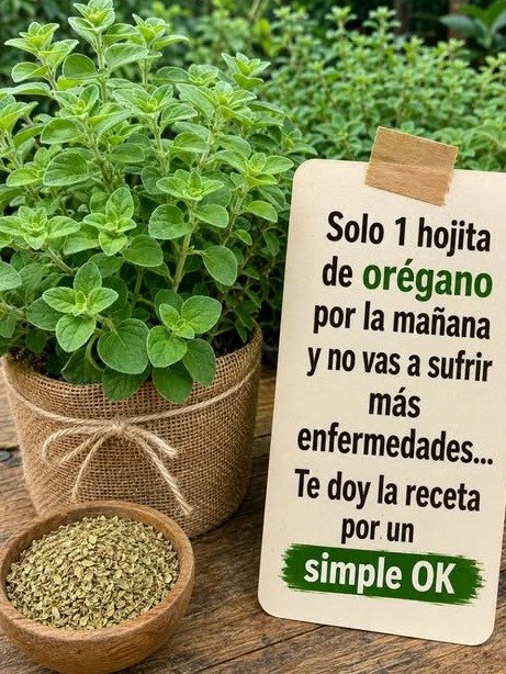 El Secreto Milenario Revelado: ¿Qué Pasa en Tu Cuerpo si Comes UNA Hoja de Orégano Orejón CADA DÍA?