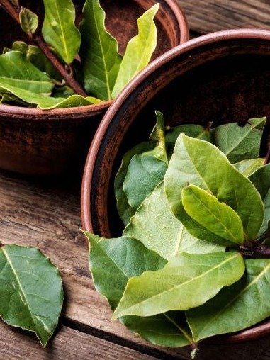 El Secreto Olvidado de la Abuela: ¡Las Hojas de Laurel que Borran las Arrugas y Rejuvenecen tu Piel por MENOS de lo que Imaginas!
