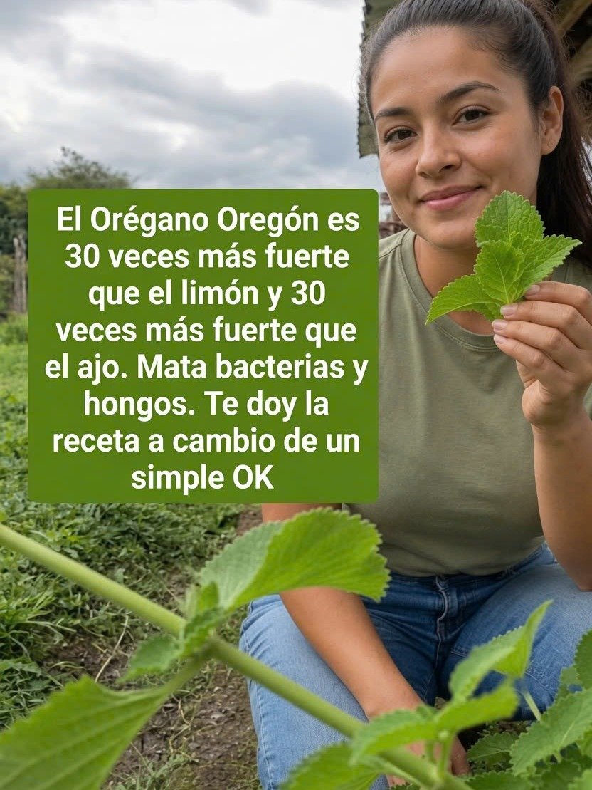 ¡Un Vaso al Día y Adiós a Todo! Los 8 Milagros del Té de Orégano que Transformarán Tu Salud para Siempre