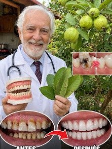 ¡El secreto bucal que NADIE te ha contado! Descubre 3 formas ASOMBROSAS de usar hojas de guayaba para una sonrisa impecable (¡y ahorra una fortuna!)