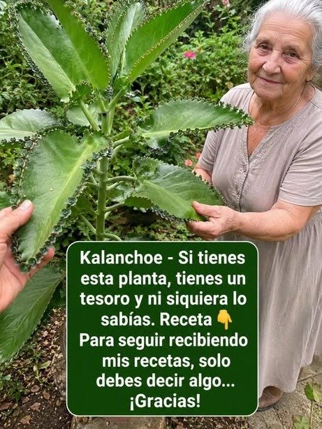 ¡Alerta Saludable! Los 15 Poderes Ocultos del Kalanchoe que NADIE te ha Contado (y la Receta Exacta para Usarlo SIN RIESGOS)