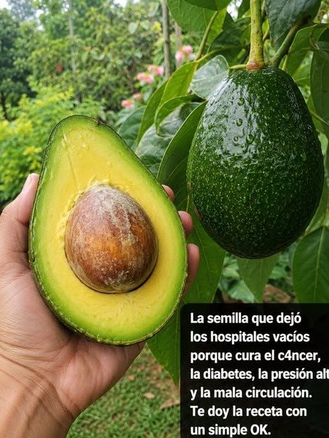 ¡Alerta! Descubre los 7 Secretos del Aguacate que Transformarán Tu Salud y Belleza (No Te Lo Puedes Perder)