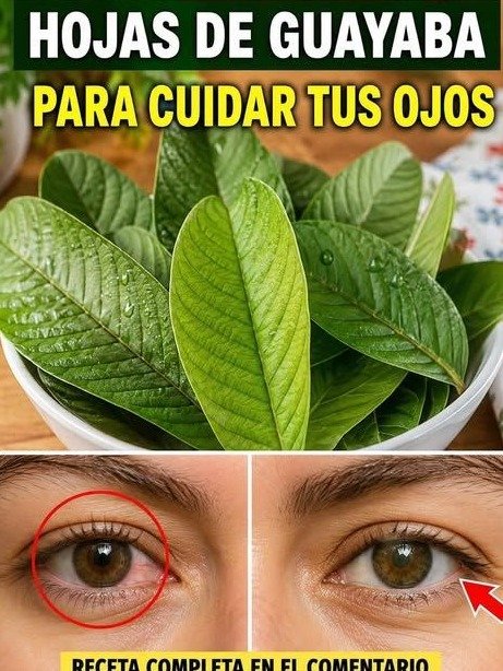 ¡Adiós Ojos Rojos y Cansados! El SECRETO de Guayaba que Tus Abuelas Guardaron (y la clave para usarlo SIN RIESGOS)