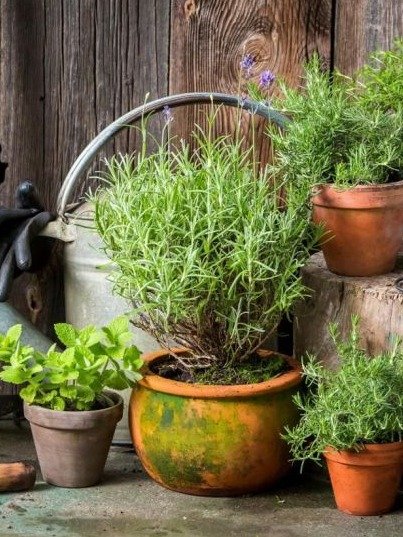 El ÚNICO Detalle que NINGÚN Experto Te Contará sobre las Plantas para tus Ojos (¡Tu Visión Podría Depender de Esto!)