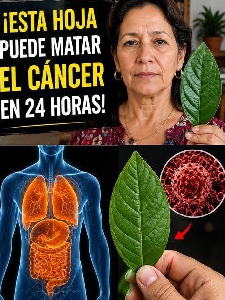 ¡ATENCIÓN! Si tienes más de 40, esta 'Hoja Olvidada' es la CLAVE para unas Defensas de HIERRO (¡Prepárala HOY mismo!)