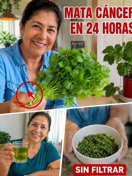 La Hoja Verde que Tienes en Casa: ¿Milagro o Peligro? ¡Descubre el ÚNICO Error que el 90% de las Familias Mexicanas Comete!