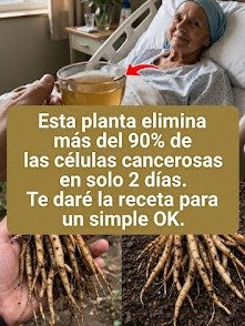 ¡Descubre el Poder Oculto! ¿Podría el Diente de León ser la Clave Secreta contra el Cáncer? La Ciencia Habla