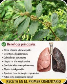 ¡ALERTA! Si Tienes ESTA Hoja Común en Tu Jardín, Posees un Tesoro Oculto con 7 Beneficios Sorprendentes para Tu Salud (¡No la tires!)