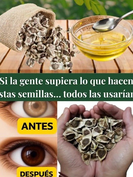 ¡EL SECRETO VIRAL! Descubre Cómo Esta PEQUEÑA Semilla de Moringa PUEDE REVOLUCIONAR Tu Salud y Energía (¡Tu Cuerpo Te lo Agradecerá!)